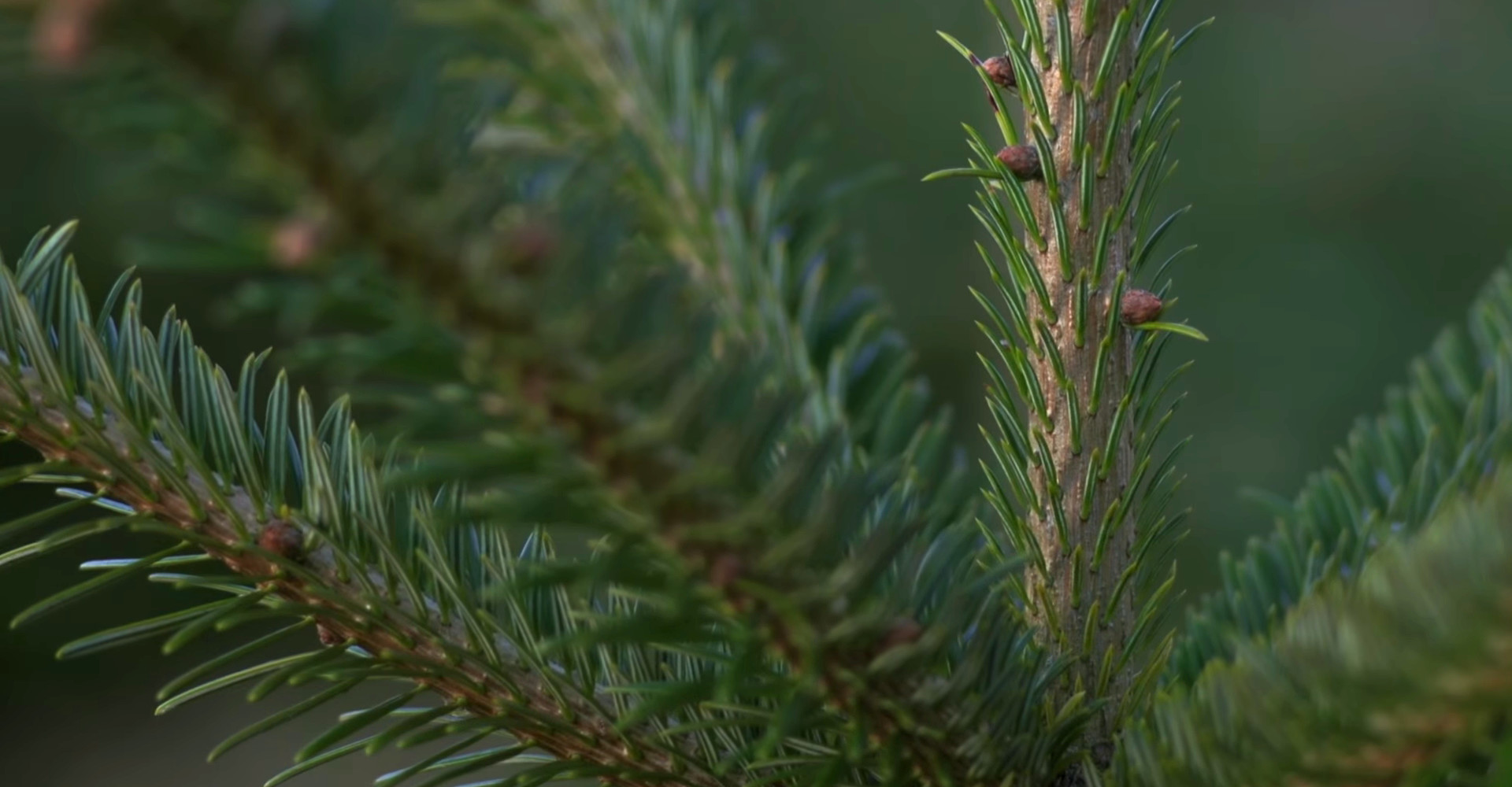 De mooiste Nordmann Excellent kerstbomen in Hillegom vanaf € 15,-