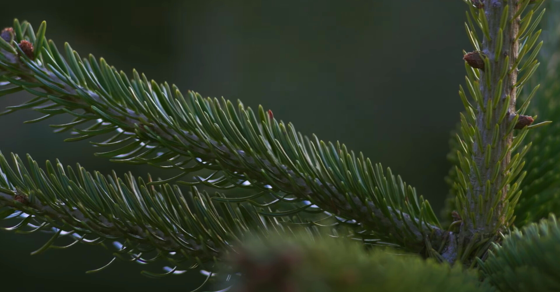 Prachtige Nordmann Excellent kerstbomen in Hillegom vanaf € 20,-